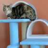 Real Wood 38" High Ivory Cat Step Stairs ramp, Cat Sratcher