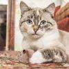 Hot Creative Funny Clockwork Spring Power Plush Mouse Toy Cat Dog Playing Toy Mechanical Motion Rat Pet Accessories - random