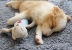 Pet Blanket Fluffy Warm Bed Blanket Soft Fleece Plush Sleeping Blanket Travel Dog Cat Throw Blanket - Gray - L