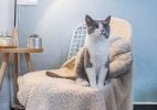 Pet Blanket Fluffy Warm Bed Blanket Soft Fleece Plush Sleeping Blanket Travel Dog Cat Throw Blanket - Beige - M