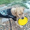 1000ml Large Collapsible Dog Pet Folding Silicone Bowl Outdoor Travel Portable Puppy Food Container Feeder Dish Bowl - Blue - 1000ml
