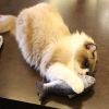 Cat Toy Simulation Fish Toy Pet Plush Cat Mint Fish Kitten - Gray whitebait 20cm long