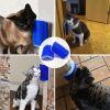 Cat Brush Corner Cats Massage Self Groomer Comb Wall Brush Rubs Catnip The Face With a Tickling Comb Cat Grooming Accessories - Black