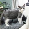 Pet Blanket Fluffy Warm Bed Blanket Soft Fleece Plush Sleeping Blanket Travel Dog Cat Throw Blanket - Gray - L